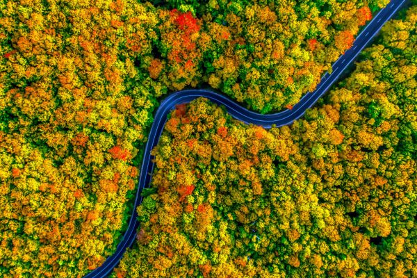 Stunning aerial view of road with curves crossing dense forest in autumn colors