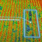 Crop ill health identified from Drone - Stunted growth