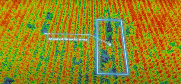 Crop ill health identified from Drone - Stunted growth